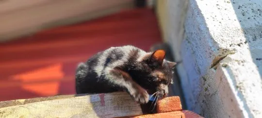 Oddam czarną kotkę. Została podrzucona, nie mogę jej zatrzymać, , Radomyśl Wielki
