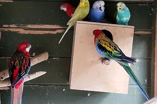 Rozelle białolice, Małopolskie, Wieliczka