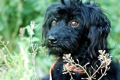 Pikuś- mikropiesek do adopcji ,  Kundelki cała Polska
