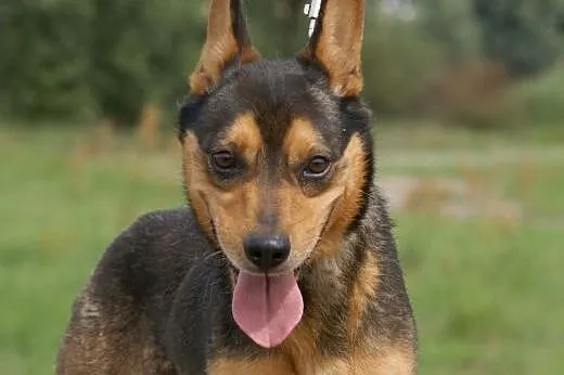 Acer :) pies, adopcja,  lubuskie Gorzów Wielkopols