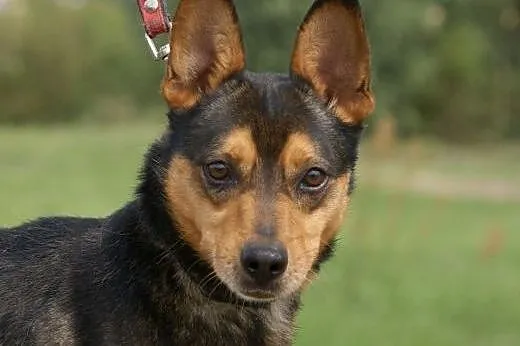 Acer :) pies, adopcja,  lubuskie Gorzów Wielkopols