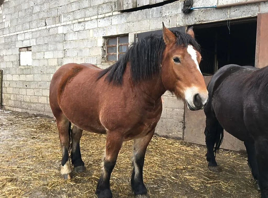 Sprzedam klacz zimokrwistą, Mazowieckie, Sochaczew