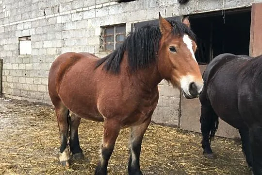 Sprzedam klacz zimokrwistą, Mazowieckie, Sochaczew