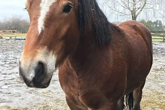 Sprzedam klacz zimokrwistą, Mazowieckie, Sochaczew