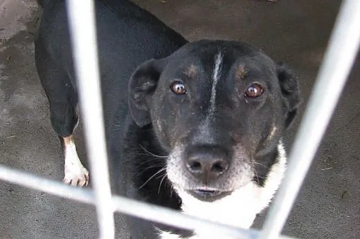 Gustaw - super pies do adopcji ,  śląskie Katowice