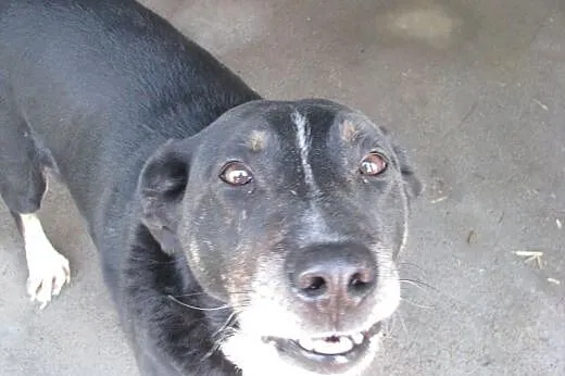 Gustaw - super pies do adopcji ,  śląskie Katowice