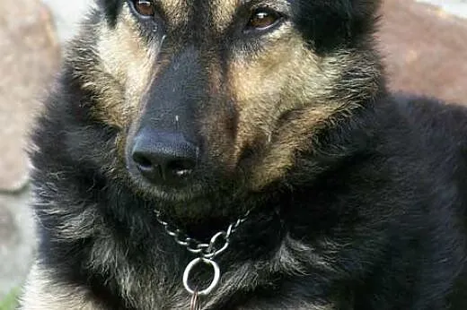 HORKA-bojaźliwa sunia z Jędrzejowa-uczy się świata