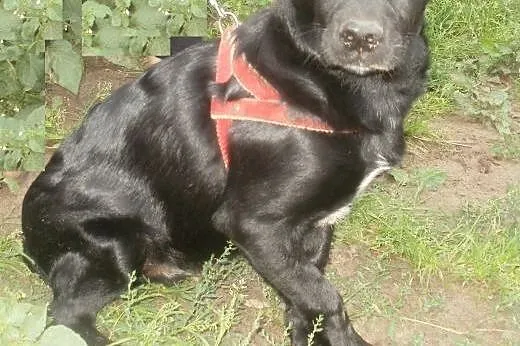 Bamboo wyjątkowy młody psiaczek ,  mazowieckie War