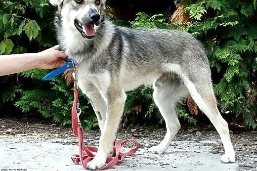 Przeuroczy wariatuńcio, 11 miesięczny SZARIK,  maz