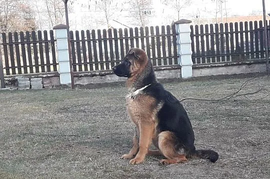 LUKIER - piękny, 1,5 roczny psiak w typie płochacz, Warszawa