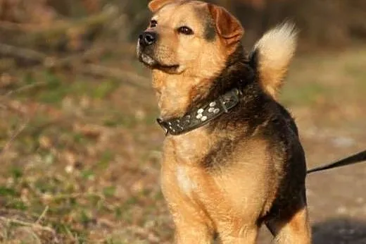Kubuś Puchatek - pies z charakterem,  opolskie Opo