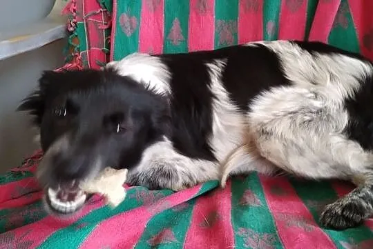 Sunia Łatka szuka domu za darmo adopcja śliczna zdjęcia, Mazowieckie, Łomianki