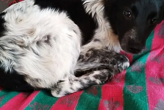 Sunia Łatka szuka domu za darmo adopcja śliczna zdjęcia, Mazowieckie, Łomianki