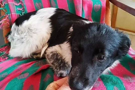 Sunia Łatka szuka domu za darmo adopcja śliczna zdjęcia, Mazowieckie, Łomianki