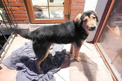 Winston poleca sie do adopcji! ,  Kundelki cała Po