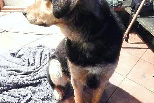 Winston poleca sie do adopcji! ,  Kundelki cała Po
