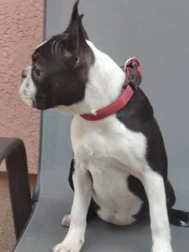 Boston terrier Piękne zarejestrowane suczka na sprzedaż, Mazowieckie, Warszawa