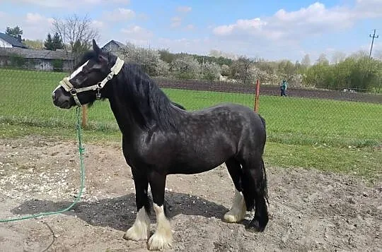 Klacz typu tinker, Świętokrzyskie, Chotel Czerwony