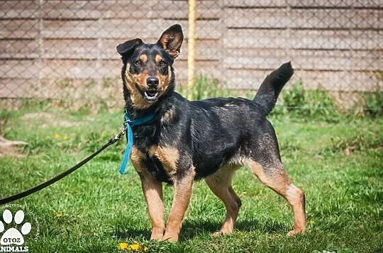 OTOZ Animals - Elwirka - fajna, roczna, wesoła suczka wypatruje domku!, Pomorskie, Tczew