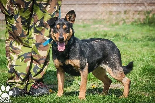 OTOZ Animals - Elwirka - fajna, roczna, wesoła suczka wypatruje domku!, Pomorskie, Tczew