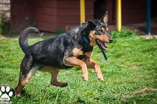 OTOZ Animals - Elwirka - fajna, roczna, wesoła suczka wypatruje domku!, Pomorskie, Tczew
