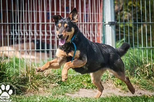OTOZ Animals - Elwirka - fajna, roczna, wesoła suczka wypatruje domku!, Pomorskie, Tczew