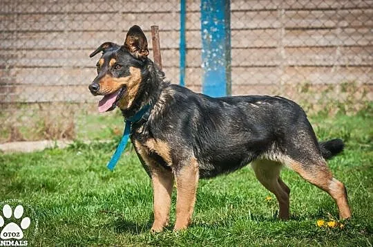 OTOZ Animals - Elwirka - fajna, roczna, wesoła suczka wypatruje domku!, Pomorskie, Tczew