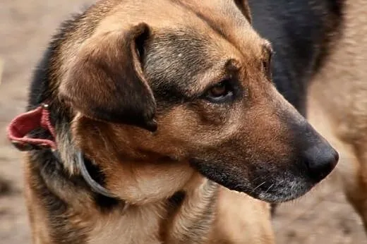 Przygarnę człowieka !!!,  Kundelki cała Polska