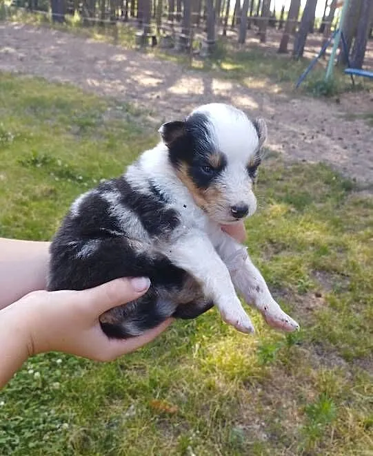 Owczarek szkocki collie z metryką, Wielkopolskie, Zakrzewo