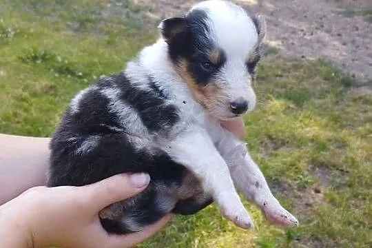 Owczarek szkocki collie z metryką, Wielkopolskie, Zakrzewo