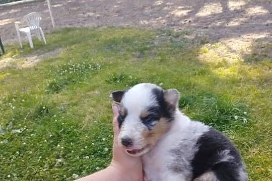 Owczarek szkocki collie z metryką, Wielkopolskie, Zakrzewo