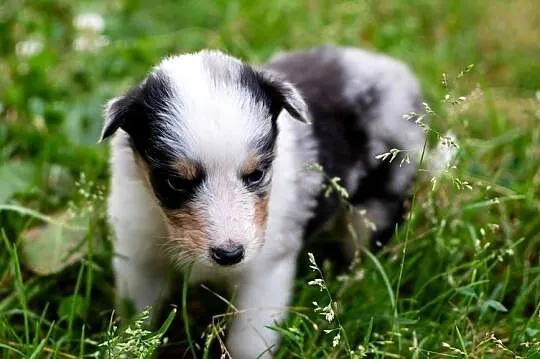 Owczarek szkocki collie z metryką, Wielkopolskie, Zakrzewo