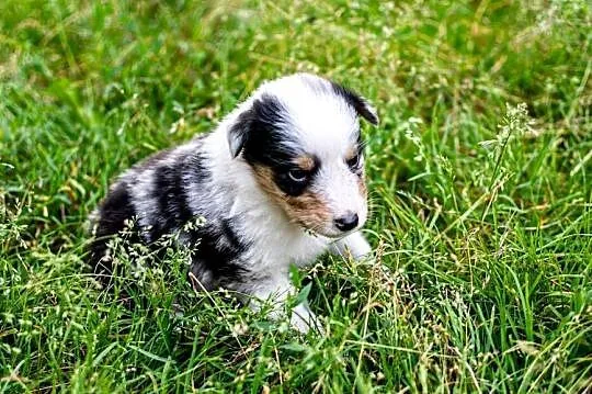Owczarek szkocki collie z metryką, Wielkopolskie, Zakrzewo