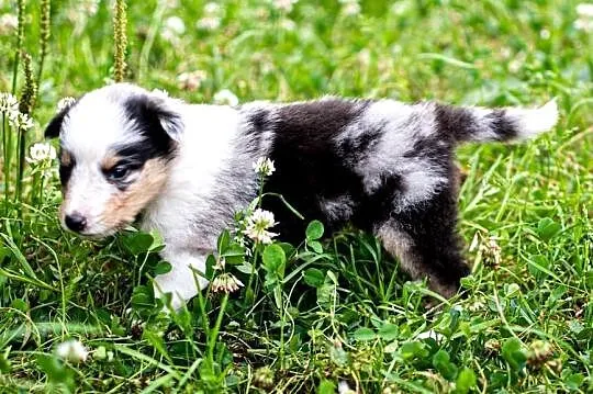 Owczarek szkocki collie z metryką, Wielkopolskie, Zakrzewo