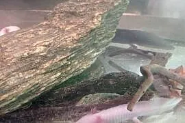 Aksolotl Abystoma Mexykańska Akselotl  Różne Kolory