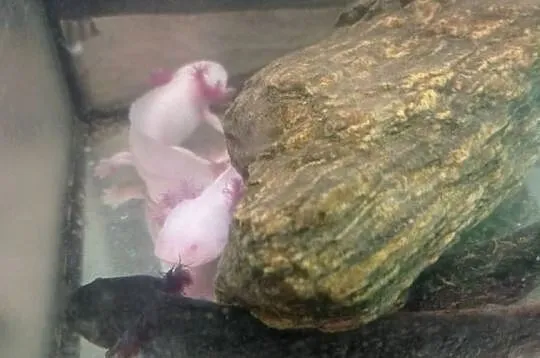 Aksolotl Abystoma Mexykańska Akselotl  Różne Kolory, Podkarpackie, Rzeszów