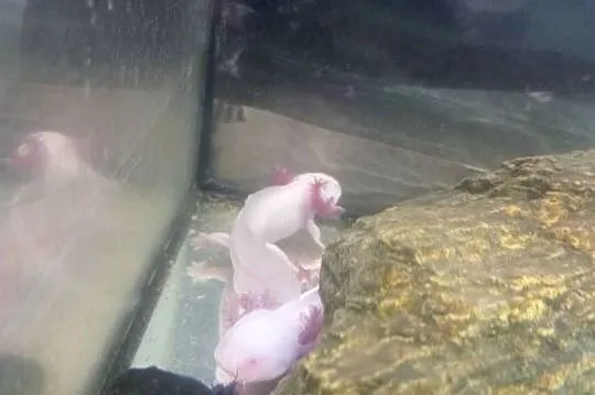 Aksolotl Abystoma Mexykańska Akselotl  Różne Kolory, Podkarpackie, Rzeszów