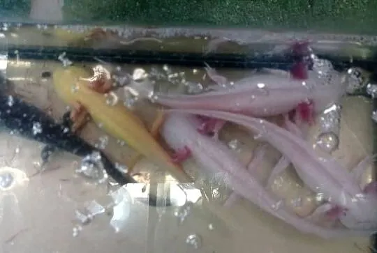 Aksolotl Abystoma Mexykańska Akselotl  Różne Kolory, Podkarpackie, Rzeszów