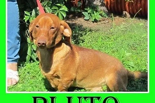Jamnik mix,młody,roczny,wesoły,łagodny pies PLUTO.