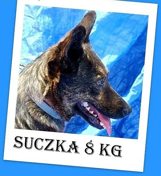8 kg,pręgowana,wesoła,łagodna suczka na krótkich ł