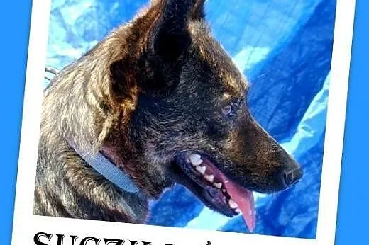 8 kg,pręgowana,wesoła,łagodna suczka na krótkich ł