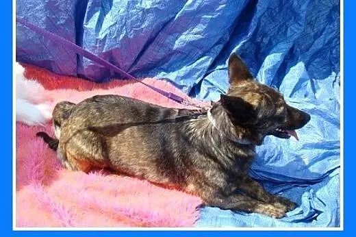 8 kg,pręgowana,wesoła,łagodna suczka na krótkich ł