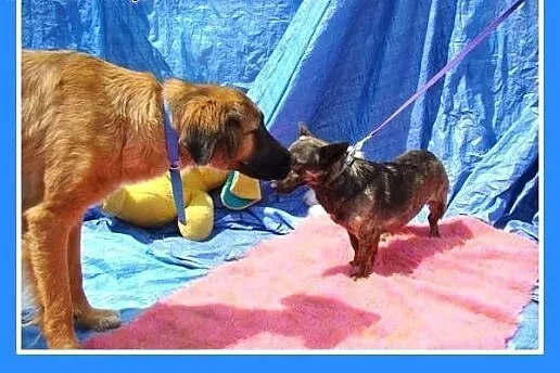 8 kg,pręgowana,wesoła,łagodna suczka na krótkich ł