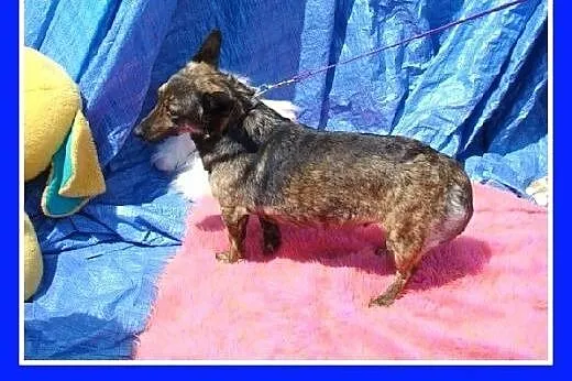 8 kg,pręgowana,wesoła,łagodna suczka na krótkich ł