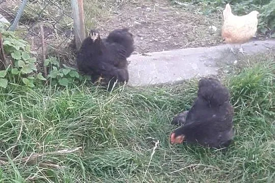 Kury kochin miniaturka, Świętokrzyskie, Szczukowice