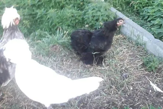 Kury kochin miniaturka, Świętokrzyskie, Szczukowice