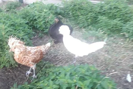 Kury kochin miniaturka, Świętokrzyskie, Szczukowice