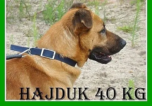 40 kg,zrównoważony,spokojny,łagodny,mądry pies HAJ