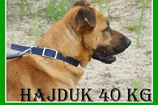 40 kg,zrównoważony,spokojny,łagodny,mądry pies HAJ