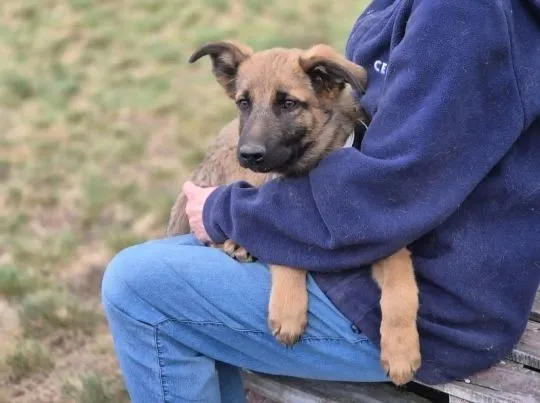 Melek - trzymiesięczny, nieśmiały SZCZENIAK adopcja  MELEK - cudny, kochany pieszczoch, mała przylep, , Warszawa